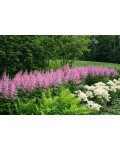 Astilbe arendsii Cattleya дорослий кущ